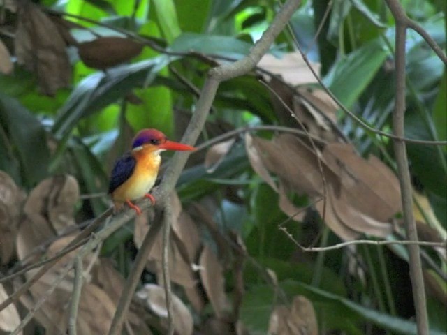 Black-backed Dwarf-Kingfisher - ML201679791