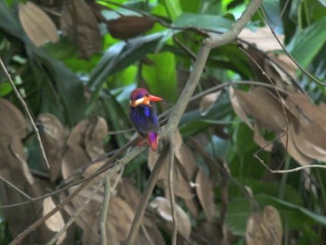 Black-backed Dwarf-Kingfisher - ML201679801