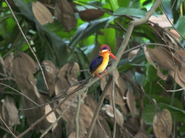 Black-backed Dwarf-Kingfisher - ML201679811