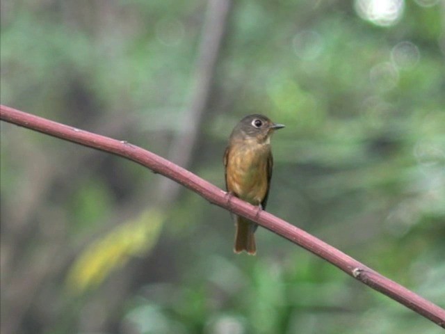 Gobemouche ferrugineux - ML201679831