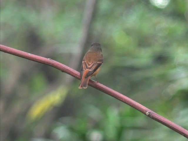 Papamoscas Herrumbroso - ML201679841