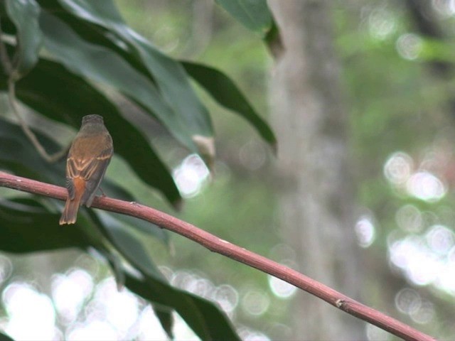 Papamoscas Herrumbroso - ML201679851