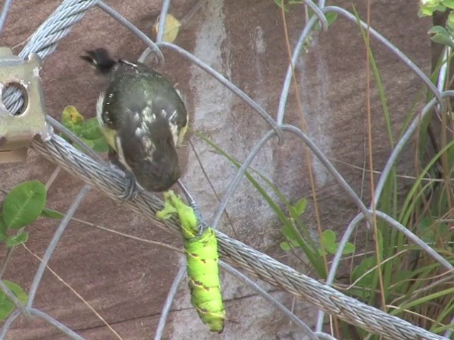 Yellow-bellied Tit - ML201679871