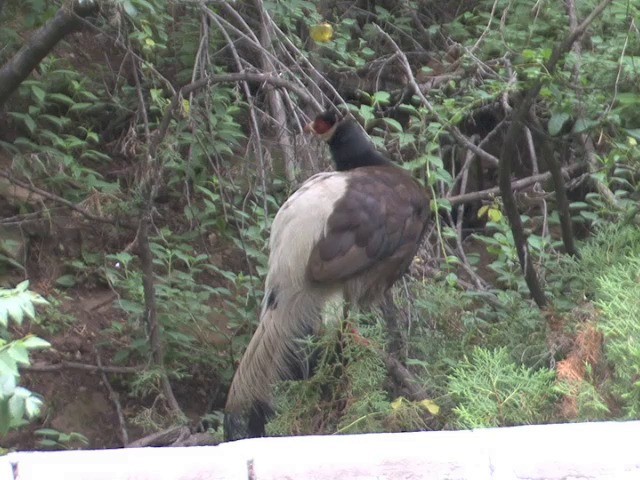 Brown Eared-Pheasant - ML201679931