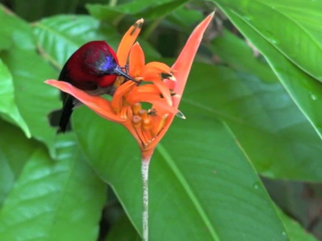 Suimanga Siparaja (grupo siparaja) - ML201679961