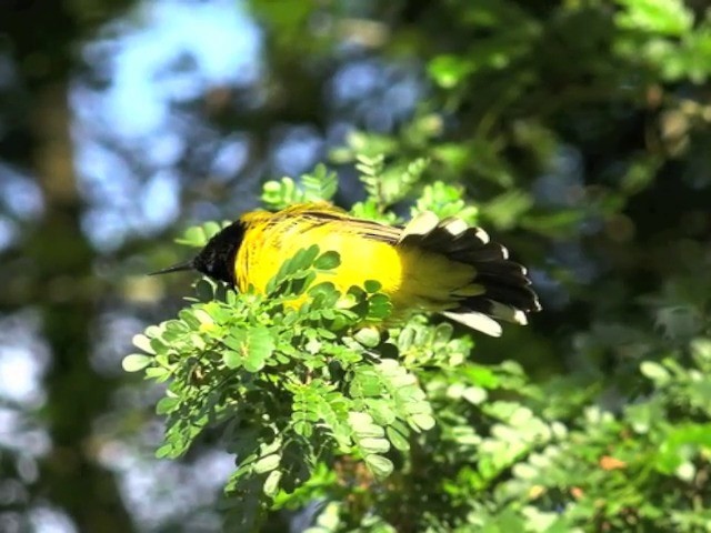 Ornate Sunbird - ML201679981