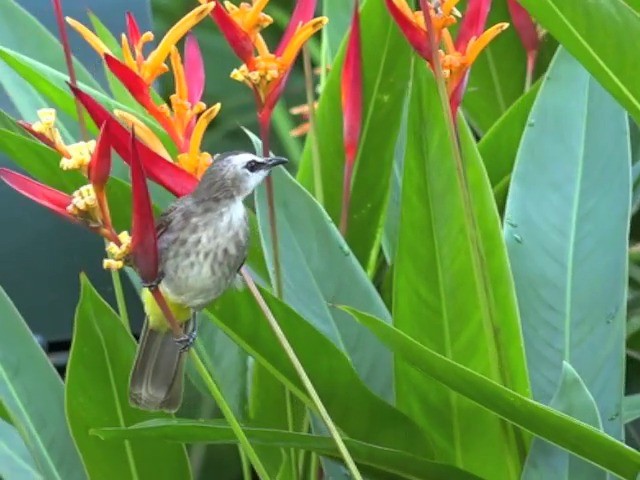 Yellow-vented Bulbul - ML201680001