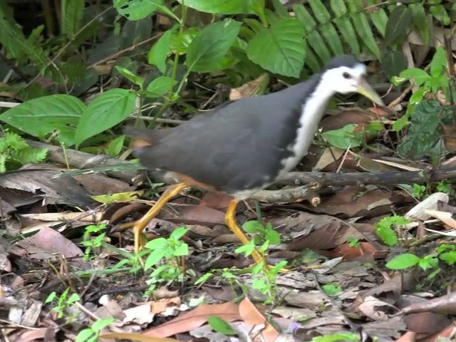 White-breasted Waterhen - ML201680011