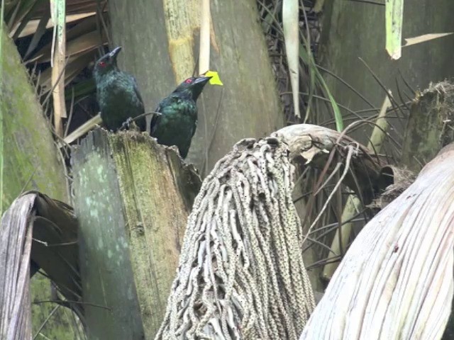 Asian Glossy Starling - ML201680021