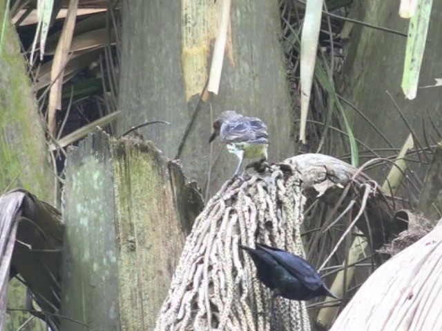 Asian Glossy Starling - ML201680031