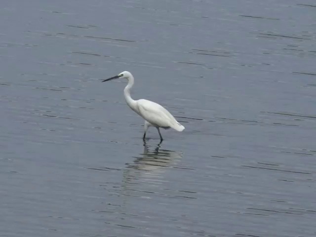 Little Egret (Western) - ML201680091