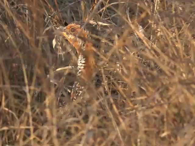 Red-winged Francolin - ML201680111