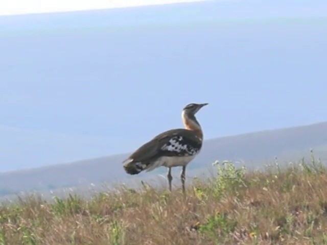 Denham's Bustard (Jackson's) - ML201680121