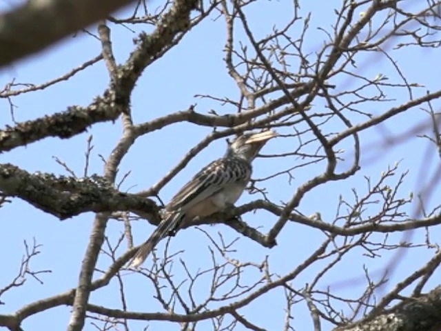 Pale-billed Hornbill - ML201680161