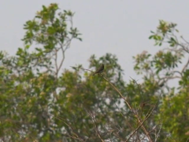 Anchieta's Sunbird - ML201680171