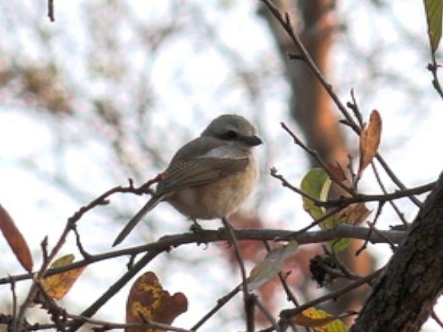 Souza's Shrike - ML201680181