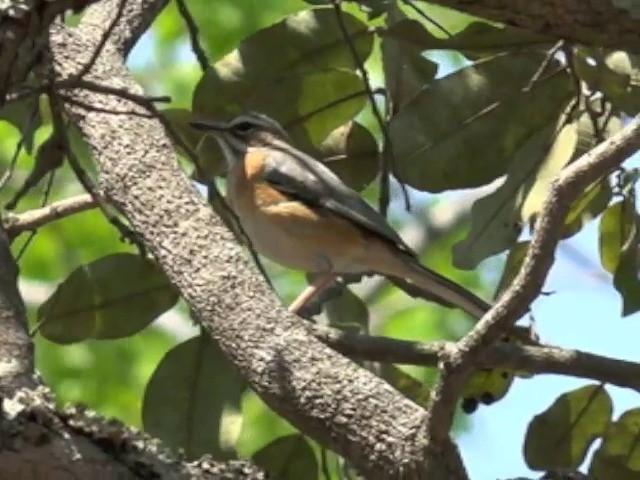 Miombo Scrub-Robin - ML201680191