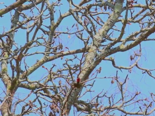 Stierling's Woodpecker - ML201680201