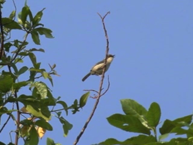 Apalis à tête brune - ML201680251