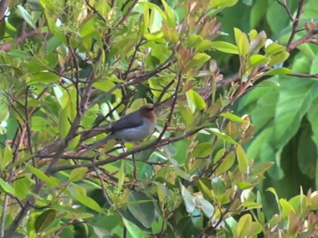 brunmaskeapalis - ML201680261