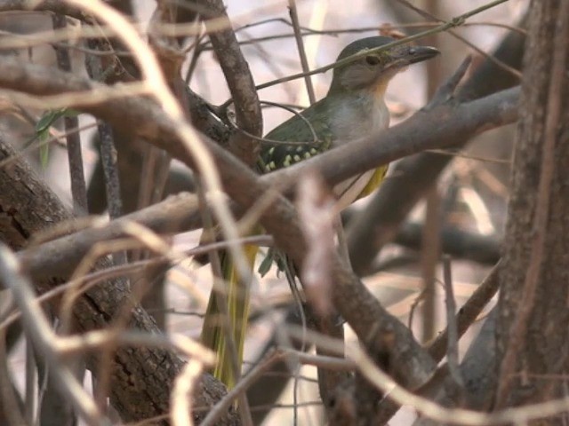 Braunkopf-Tropfenvogel - ML201680291