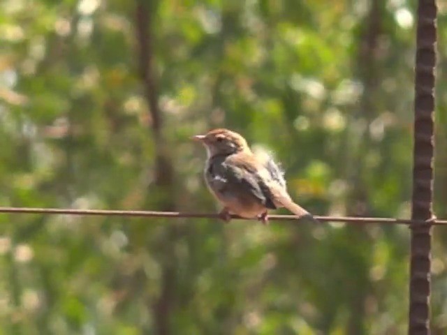 Cisticole à couronne rousse - ML201680341