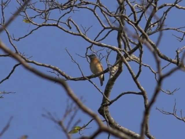 Miombo Rock-Thrush - ML201680361