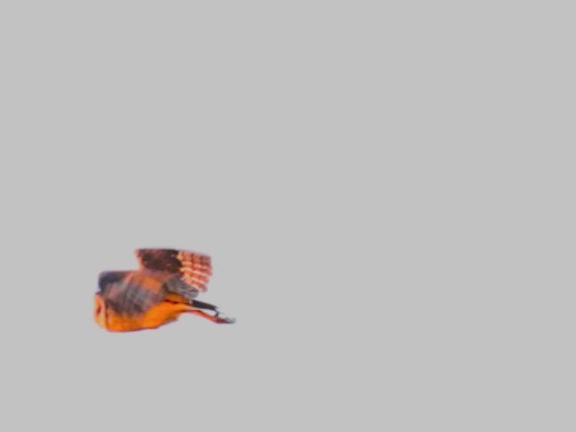 Afrika Çayır Baykuşu - ML201680371