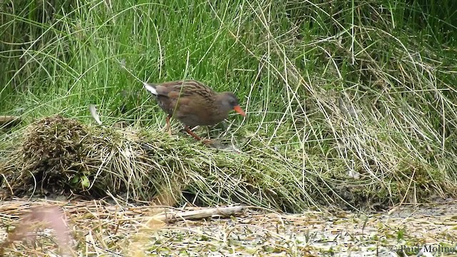 chřástal virginský (ssp. aequatorialis/meyerdeschauenseei) - ML201680381