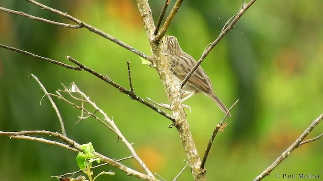 Yellow-browed Sparrow - ML201680411