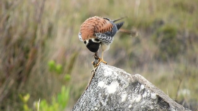 アメリカチョウゲンボウ（cinnamominus グループ） - ML201680431