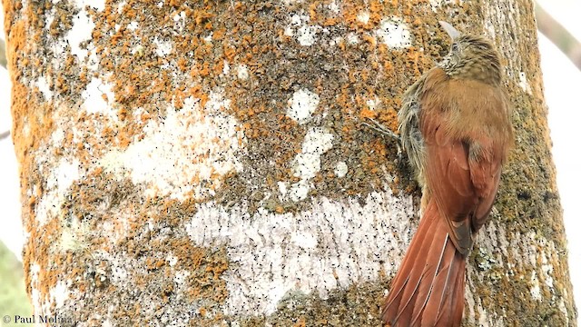 Olive-backed Woodcreeper - ML201680441