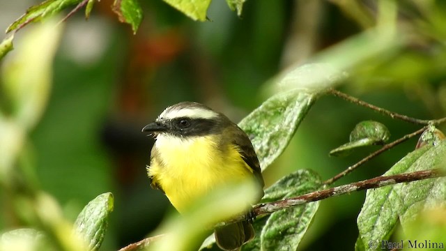 Красношапочный бентеви [группа similis] - ML201680461