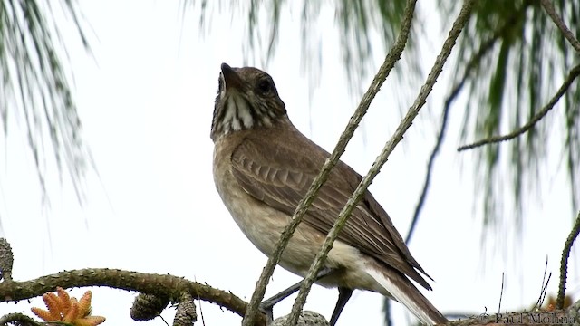 オジロモズタイランチョウ - ML201680511