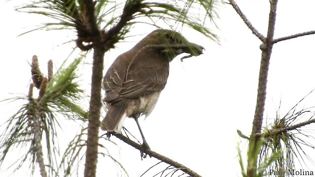 White-tailed Shrike-Tyrant - ML201680531