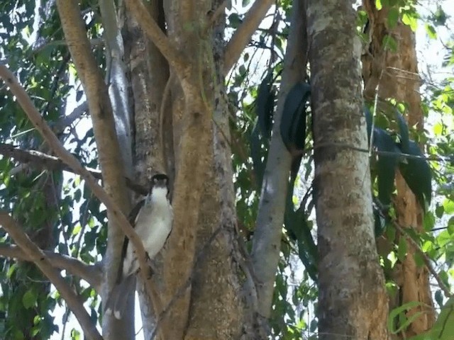 flétňák šedohřbetý - ML201680541