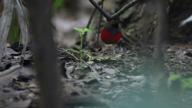 Philippine Pitta (Philippine) - ML201680551