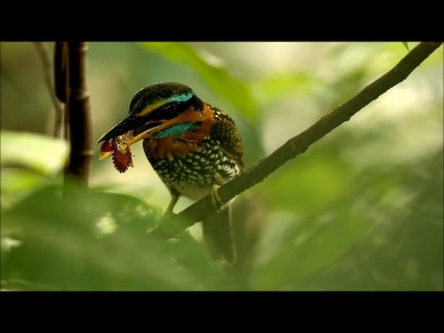 Spotted Kingfisher - ML201680581