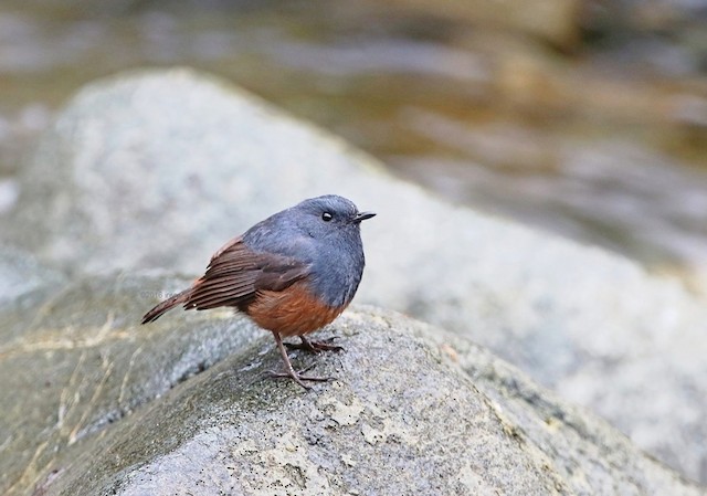 Colirrojo Bicolor - ML201680591