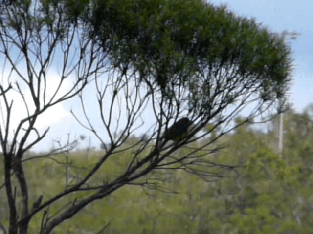 Stripe-tailed Yellow-Finch - ML201680641