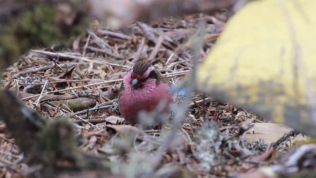 Himalayan White-browed Rosefinch - ML201680651