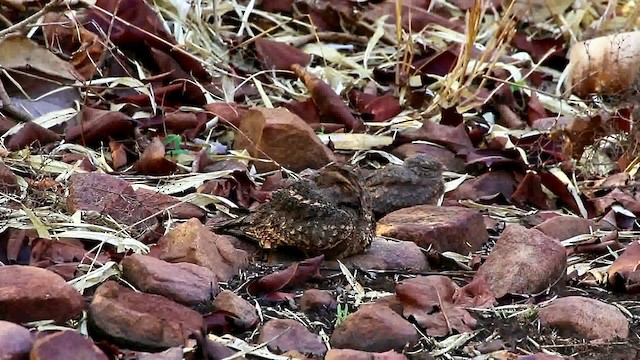 Savanna Nightjar - ML201680661