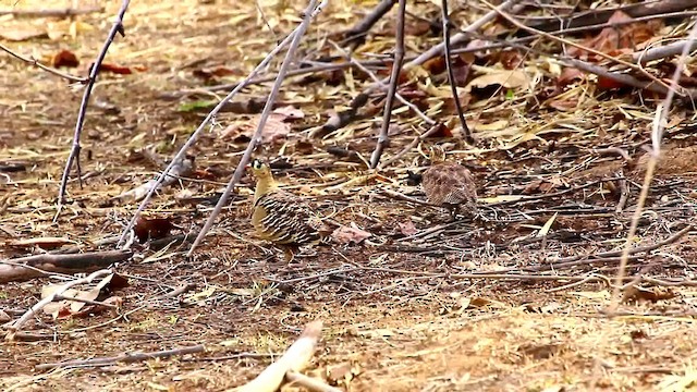 Painted Sandgrouse - ML201680671