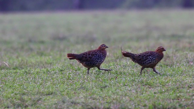 Mountain Bamboo-Partridge - ML201680711