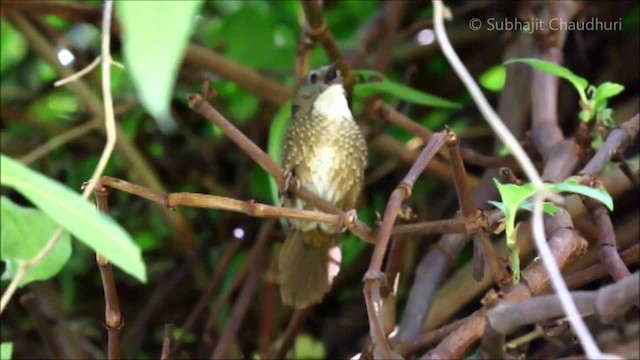 Naga Wren-Babbler - ML201680721