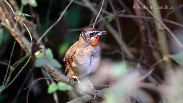 Siberian Rubythroat - ML201680731