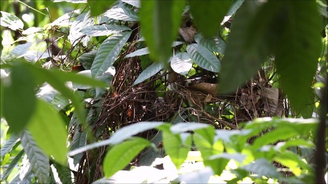 Ashy Thrush - ML201680771