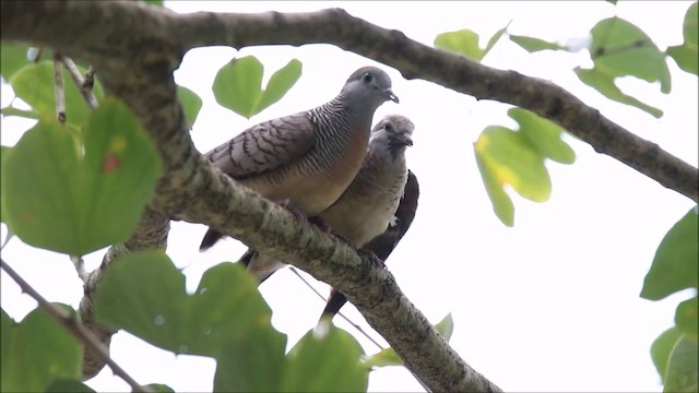 Zebra Dove - ML201680811