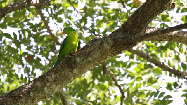 Philippine Hanging-Parrot - ML201680821