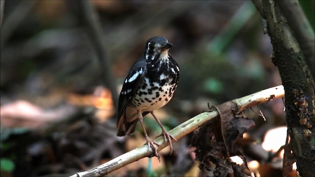 Ashy Thrush - ML201680831